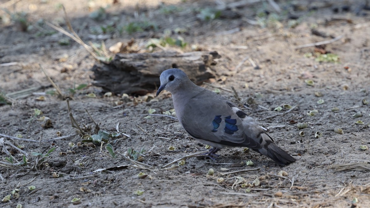 Горлиця сомалійська - ML647006662