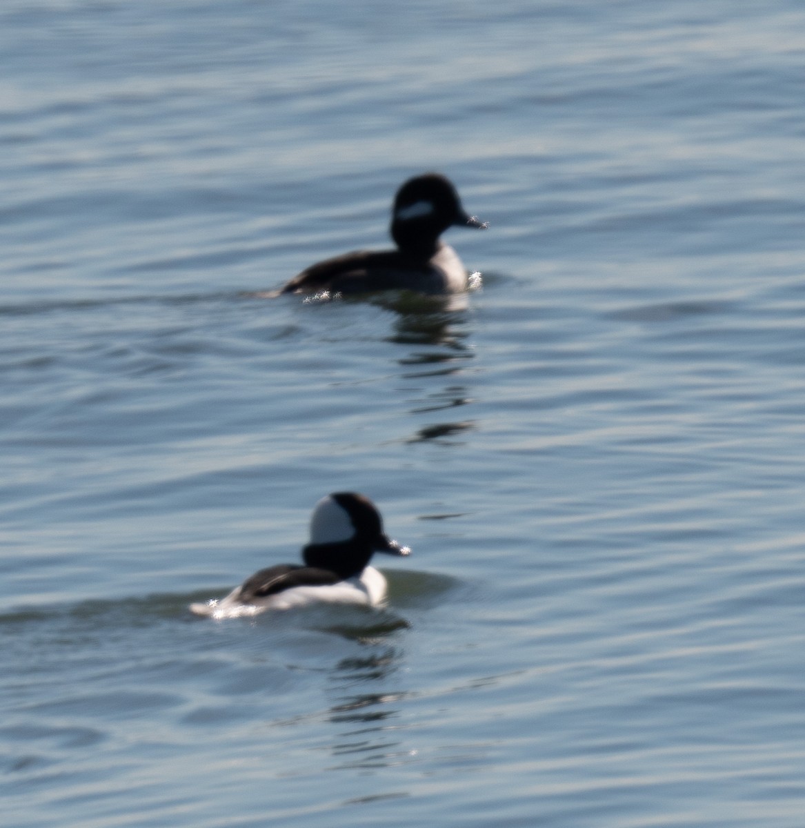 Bufflehead - ML647006670