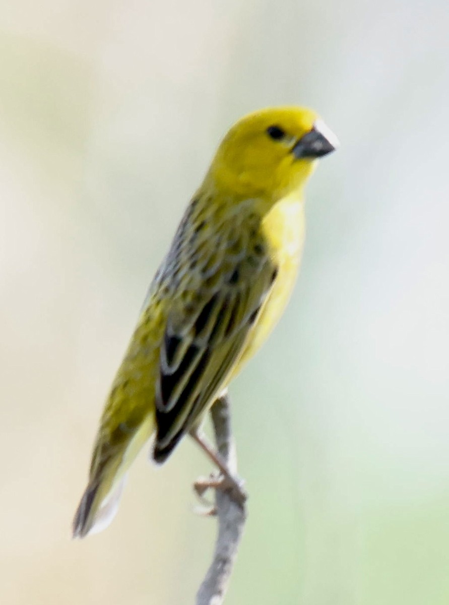 Anomalospize parasite - ML647006673