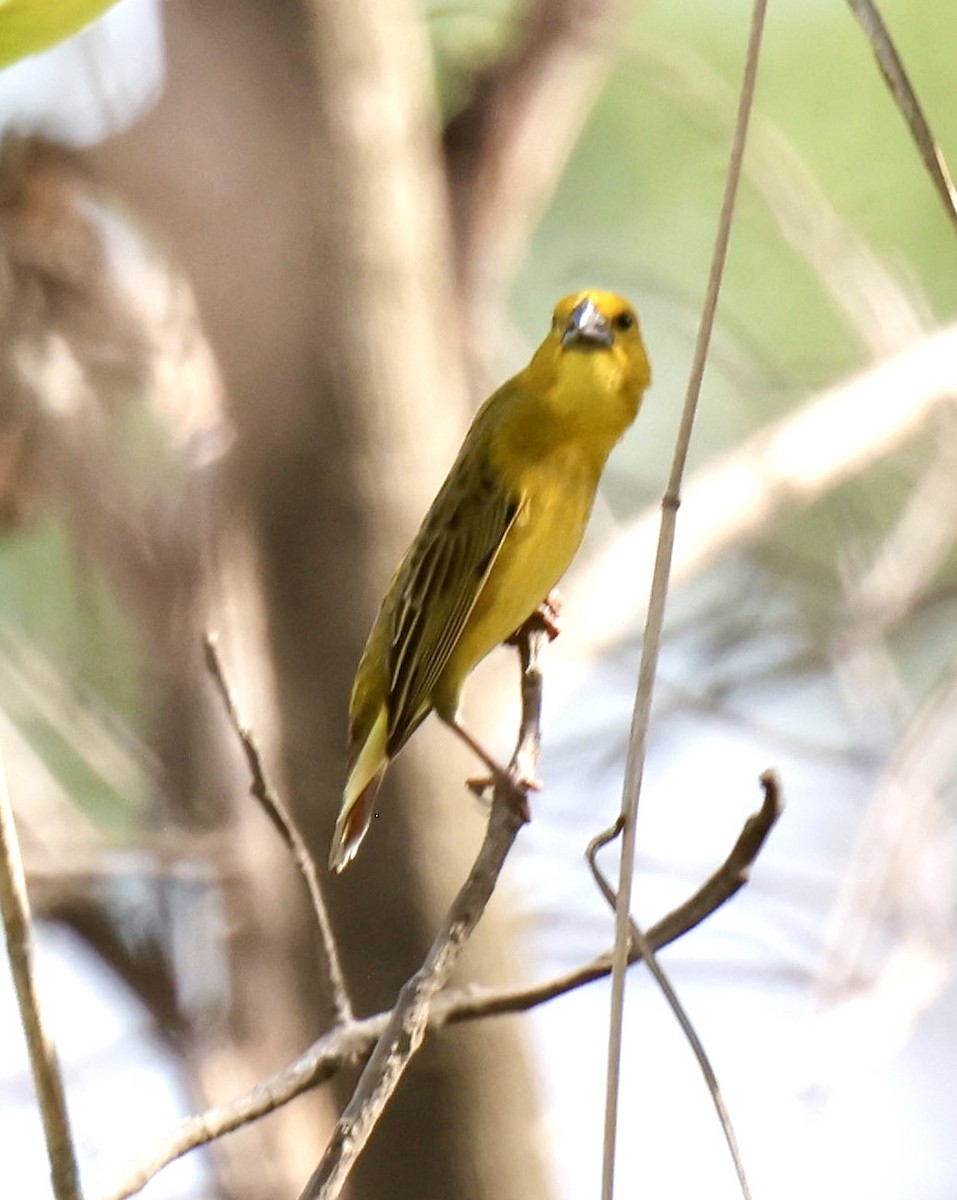 Anomalospize parasite - ML647006674