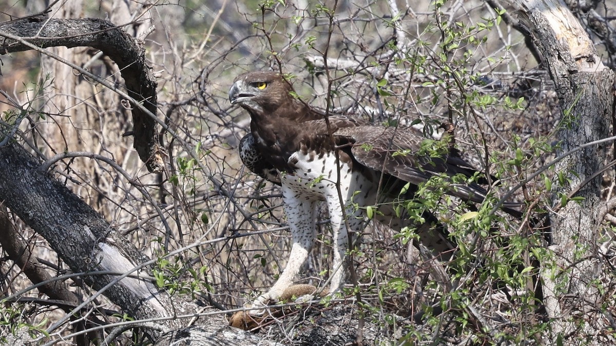 Орел-боєць - ML647006678