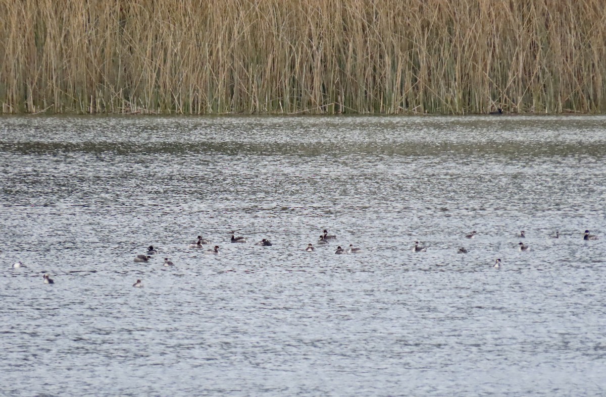 Eared Grebe - ML647006686