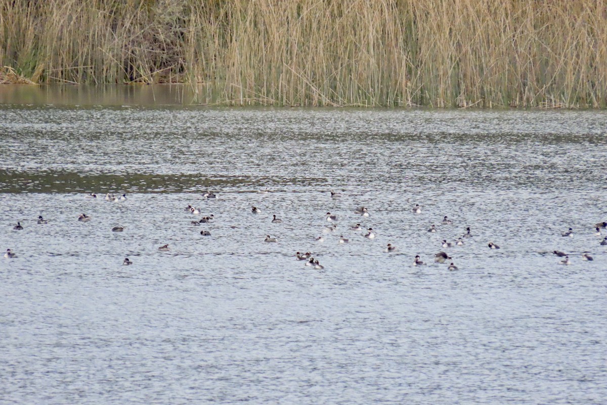Eared Grebe - ML647006687