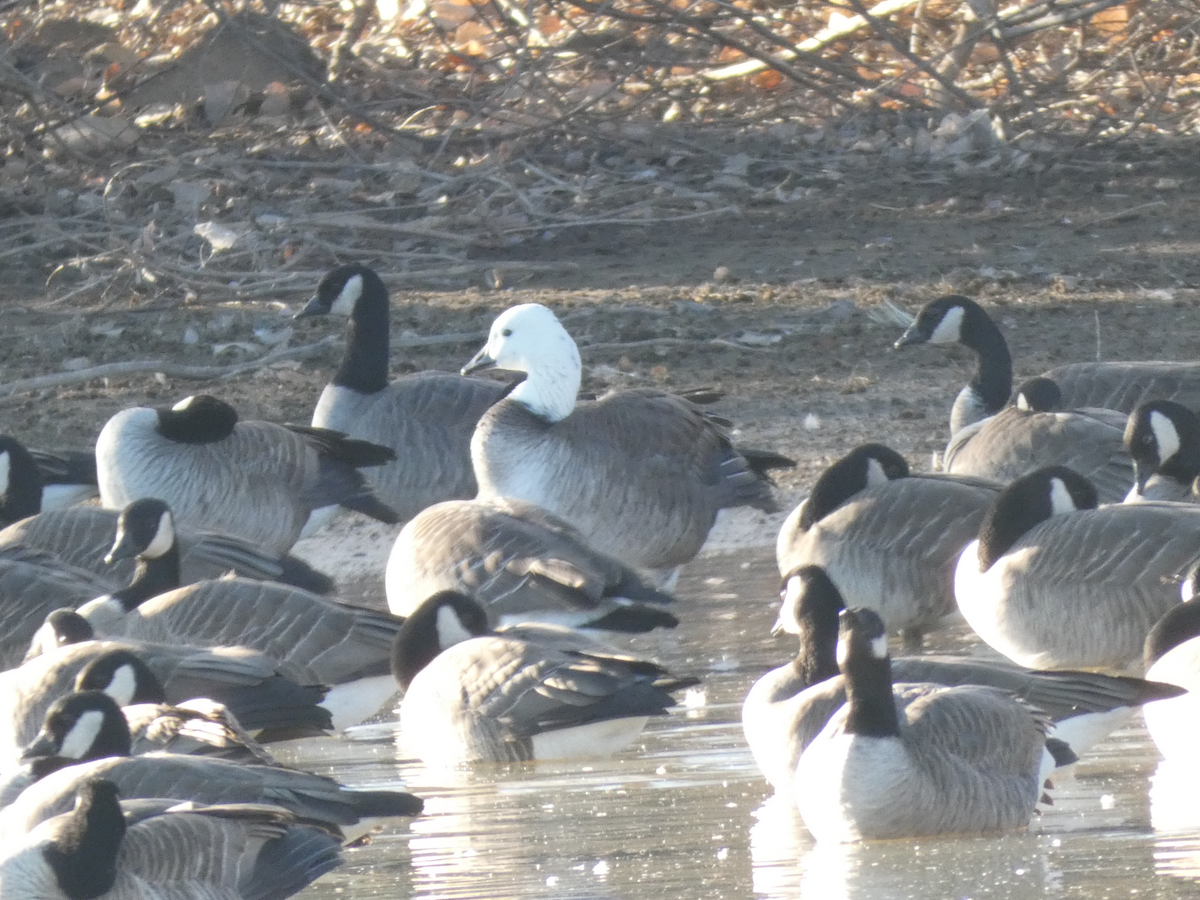 Цасны галуу - ML647006688