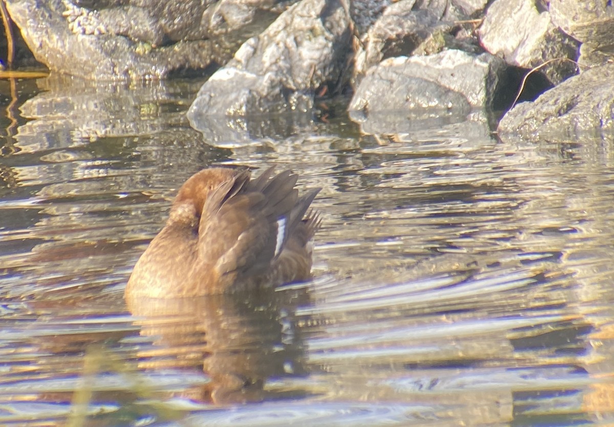 Murgilari txikia - ML647006693