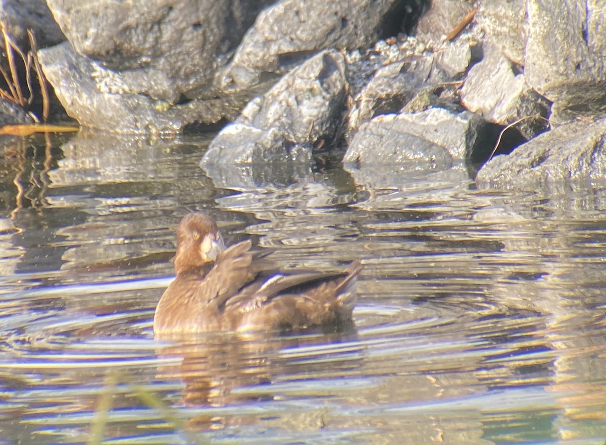 Murgilari txikia - ML647006694