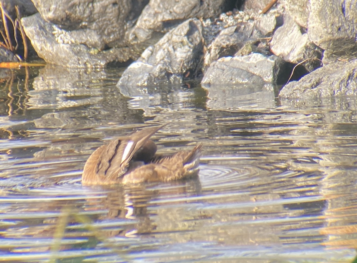 Murgilari txikia - ML647006695