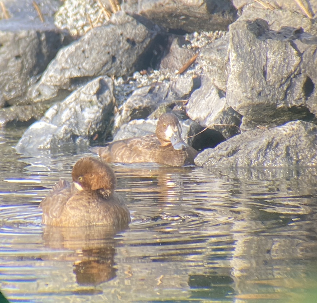 Murgilari txikia - ML647006696