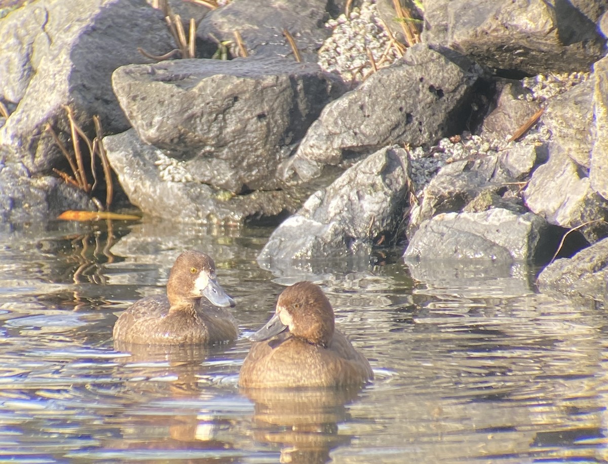 Murgilari txikia - ML647006697