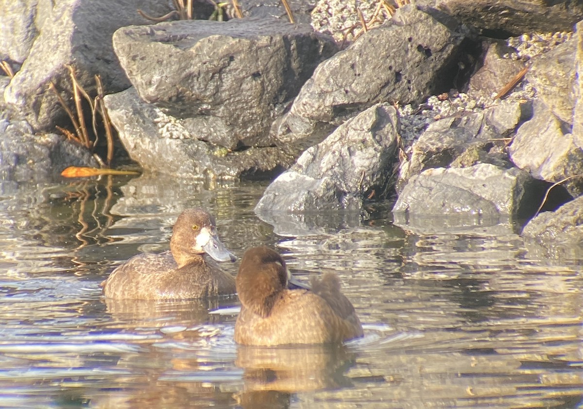 Murgilari txikia - ML647006699