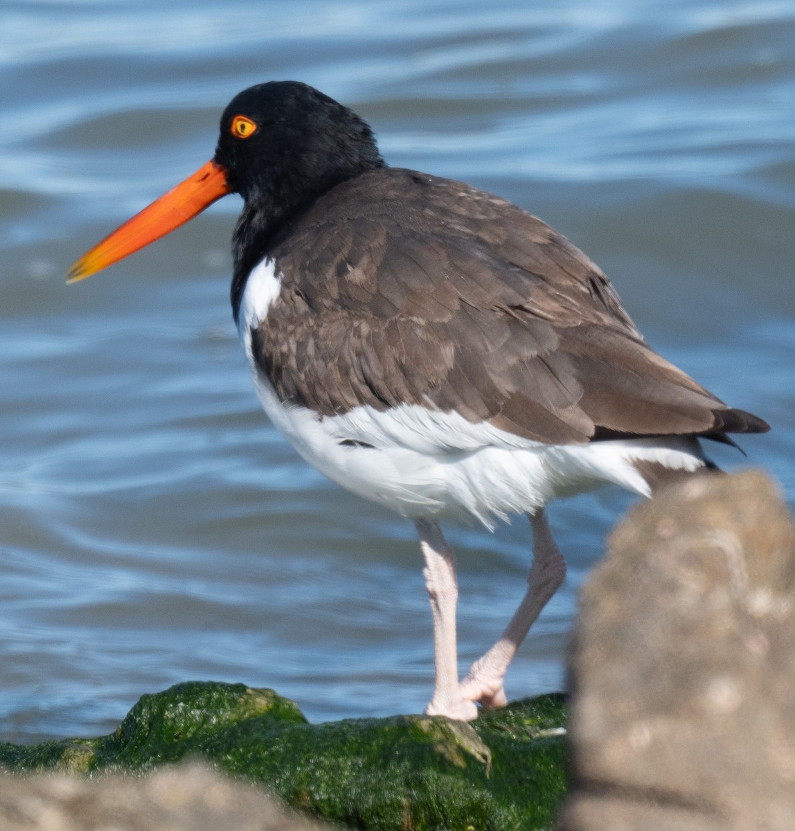 American Oystercatcher - ML647006700