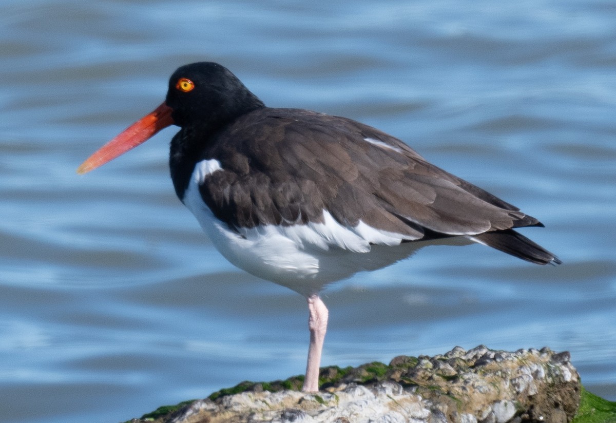 American Oystercatcher - ML647006701
