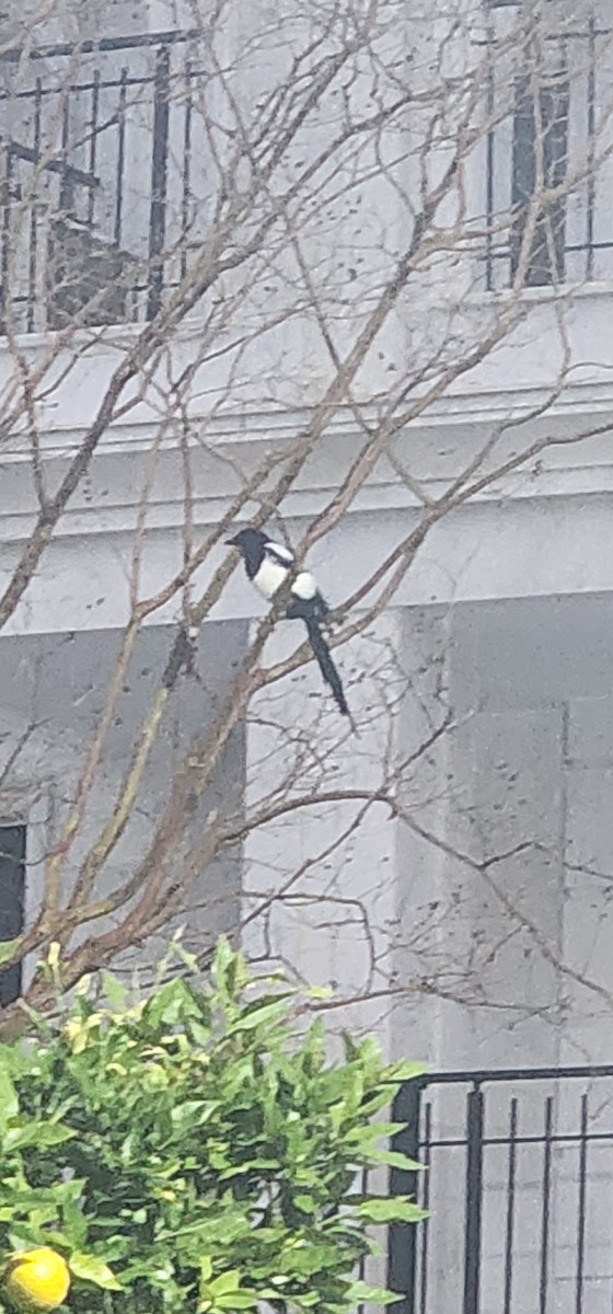 Eurasian Magpie - ML647006706