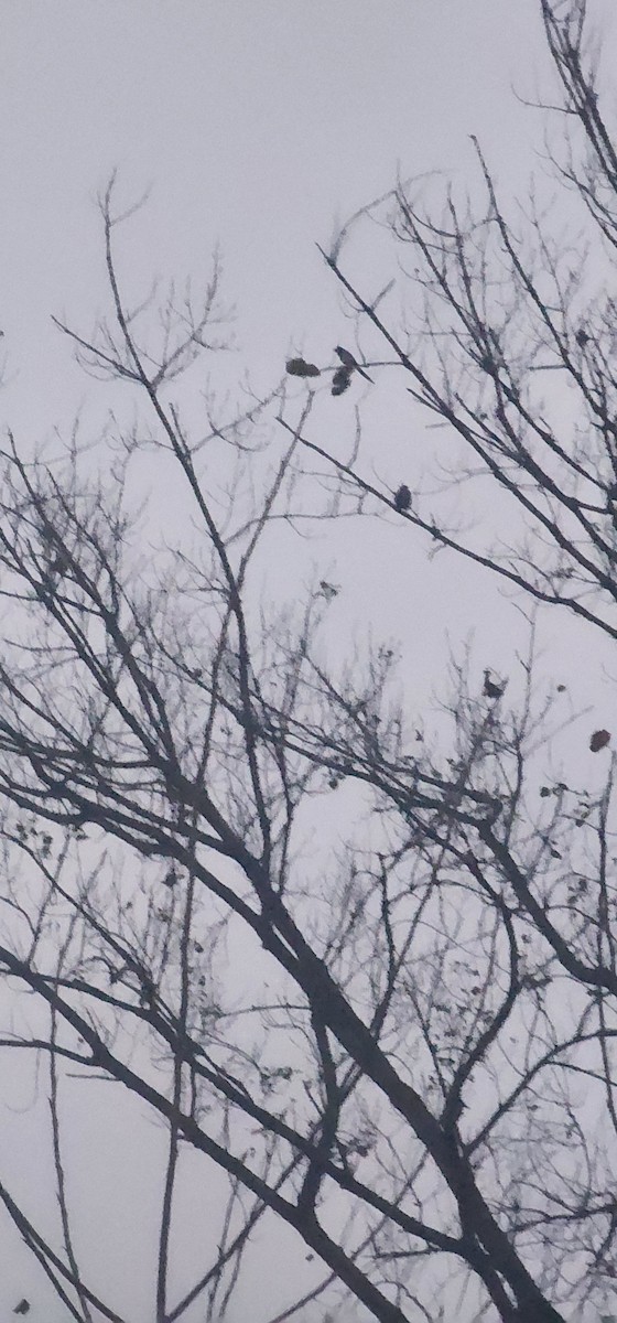 Eurasian Magpie - ML647006707