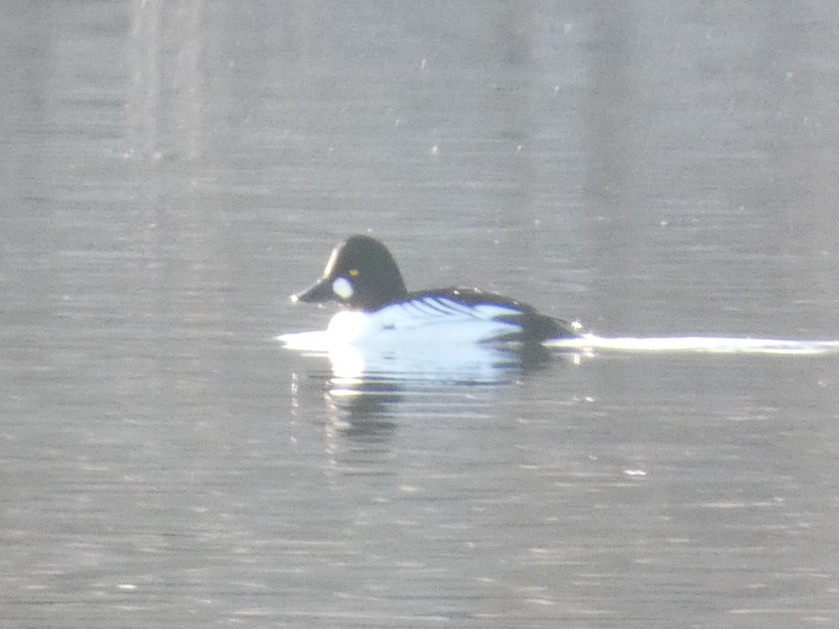 Common/Barrow's Goldeneye - ML647006708