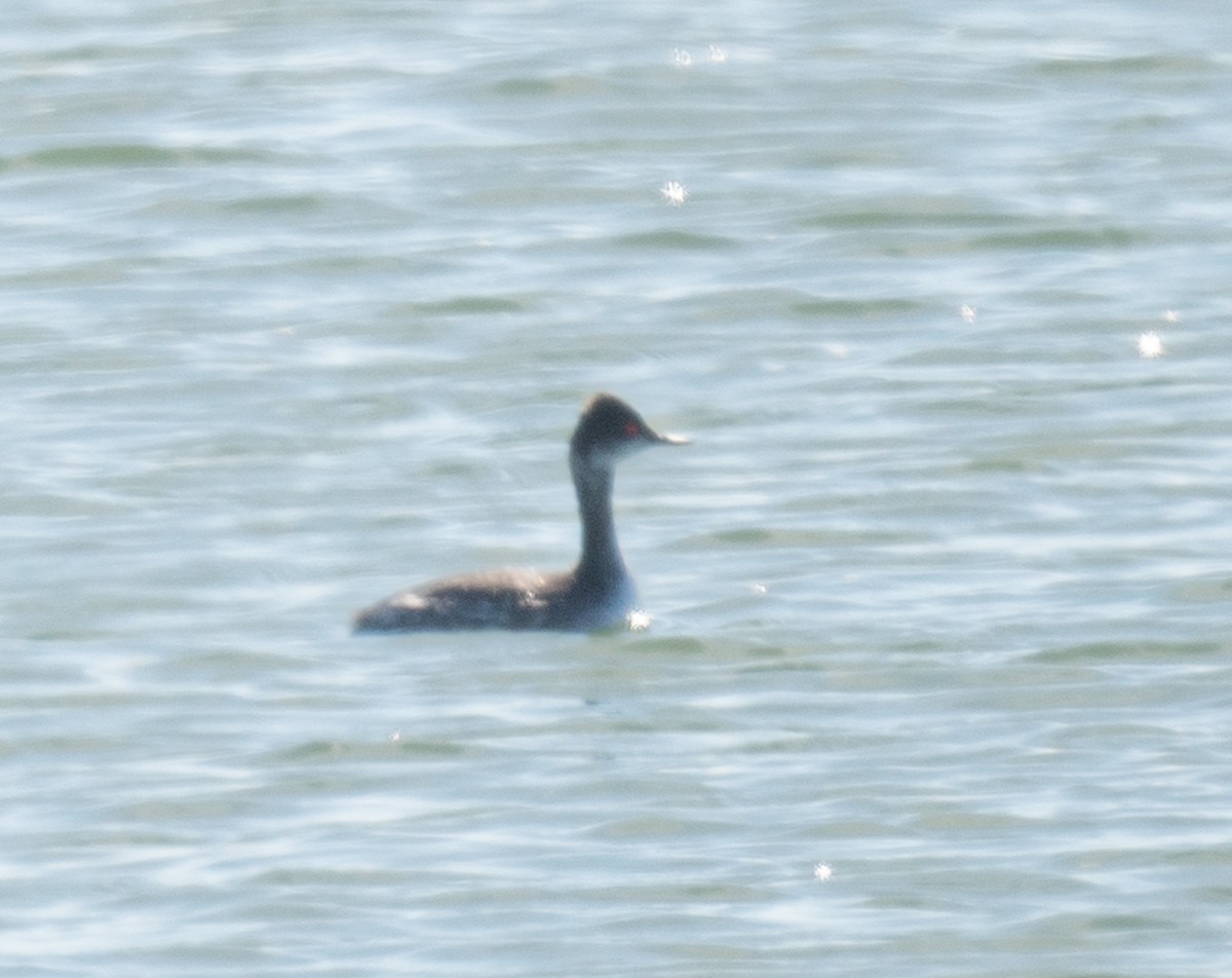 黑頸鸊鷉 - ML647006710