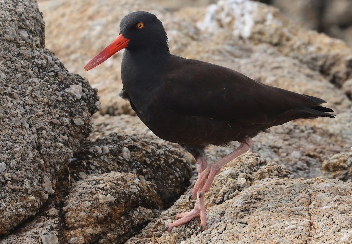 クロミヤコドリ - ML647006716