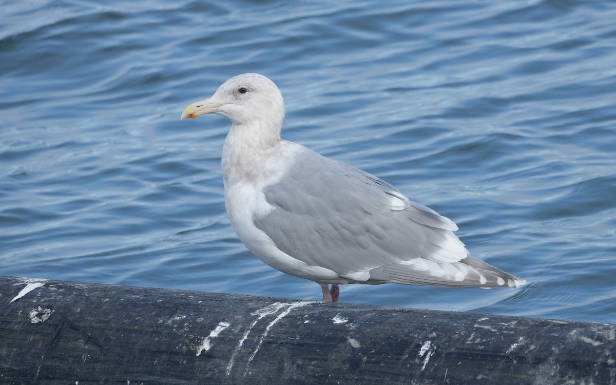 Glaucous-winged Gull - ML647006719