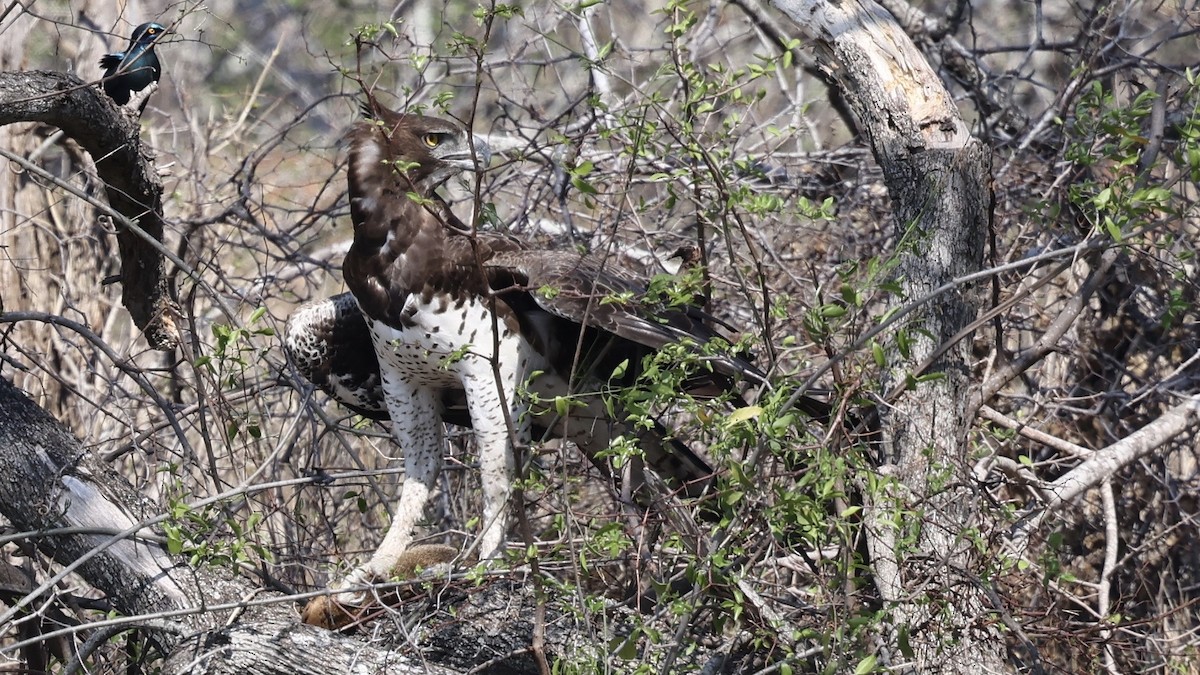 Орел-боєць - ML647006721