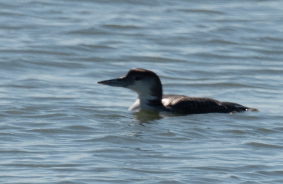 Common Loon - ML647006728