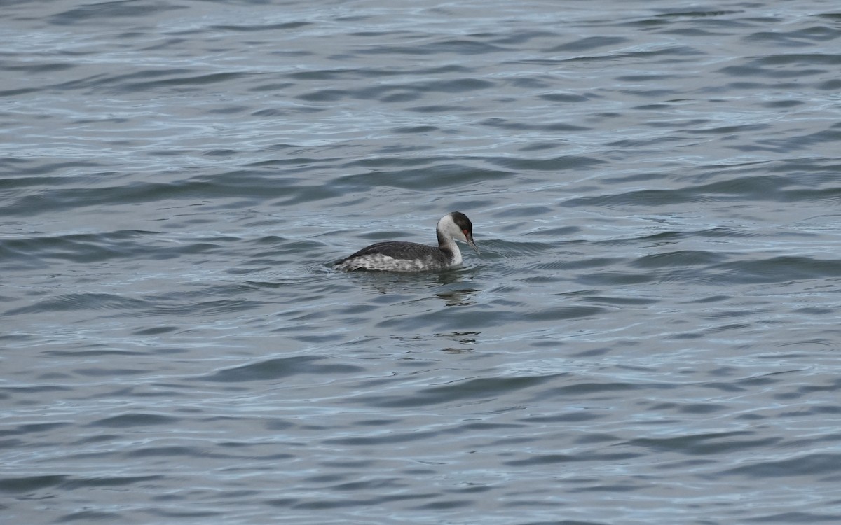 Txilinporta urrebelarria - ML647006729