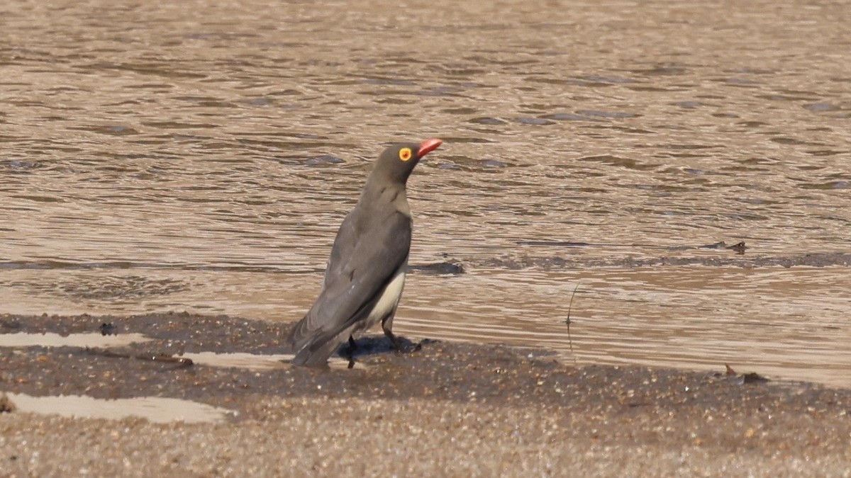 Ґедзеїд червонодзьобий - ML647006732