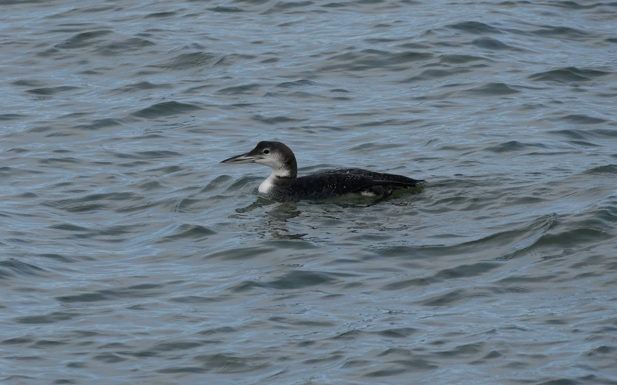Common Loon - ML647006734