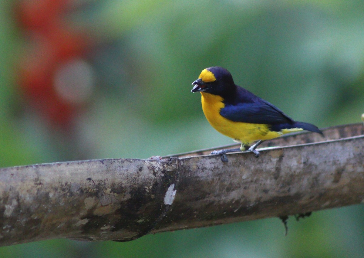 Violaceous Euphonia - ML647006735