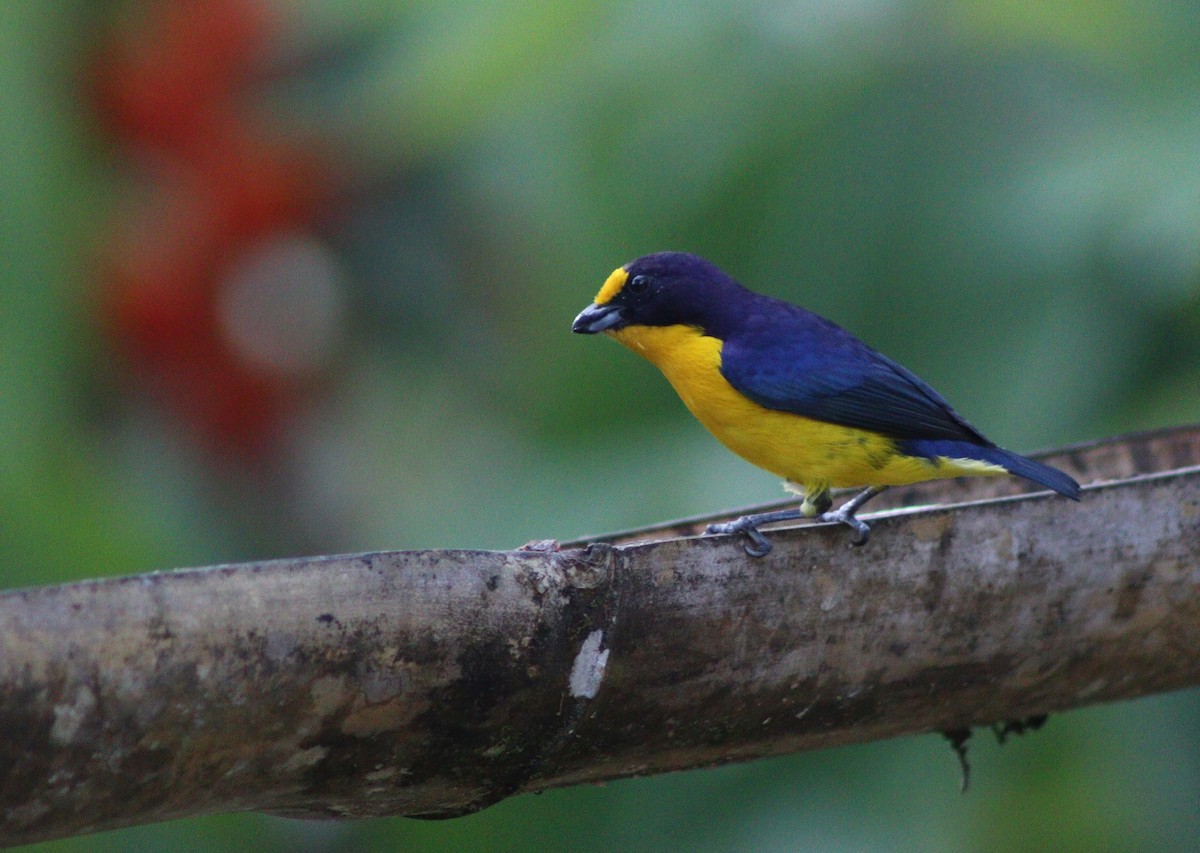 Violaceous Euphonia - ML647006737
