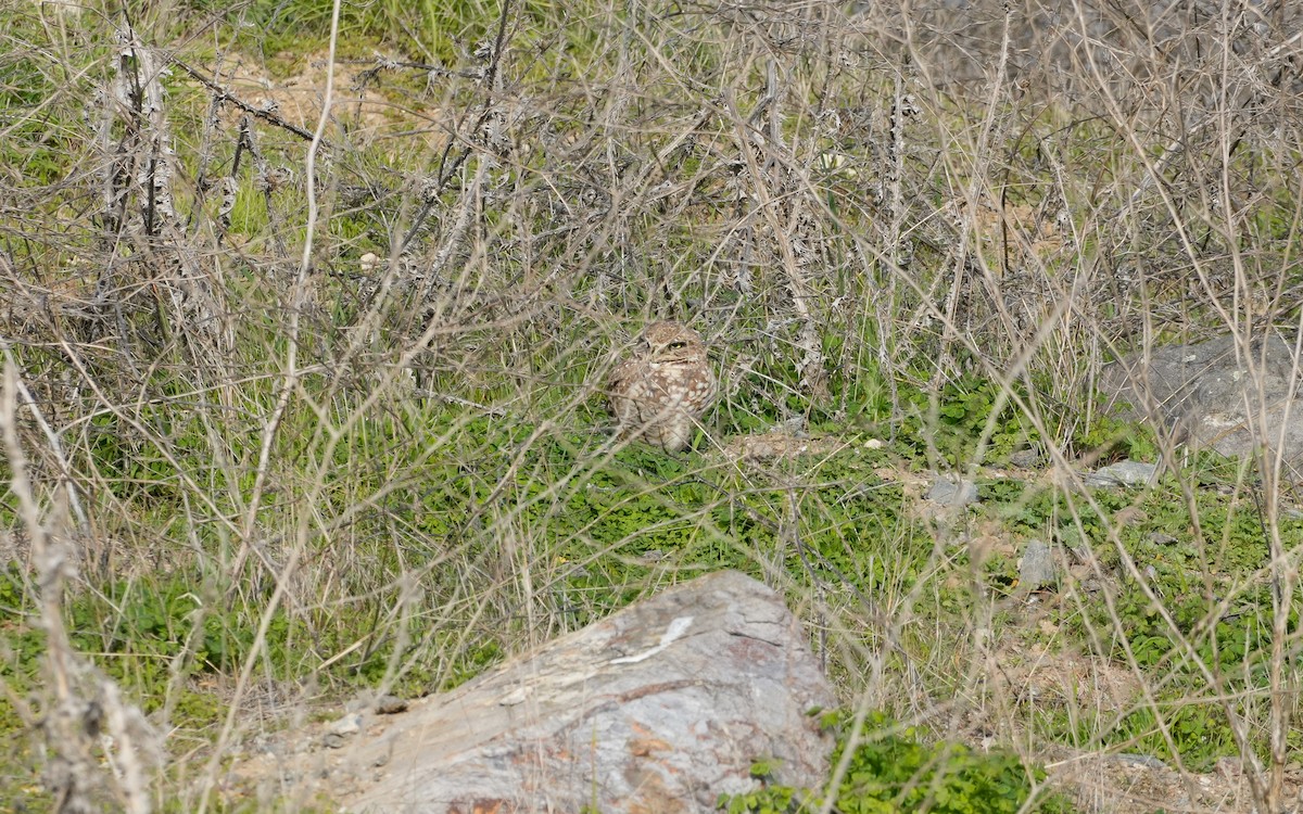 Burrowing Owl - ML647006739
