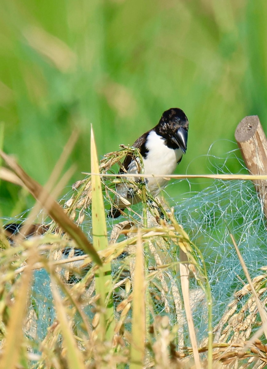 Magpie Mannikin - ML647006746