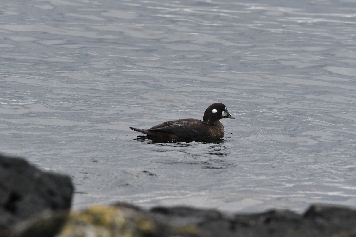 Ahate arlekina - ML647006749