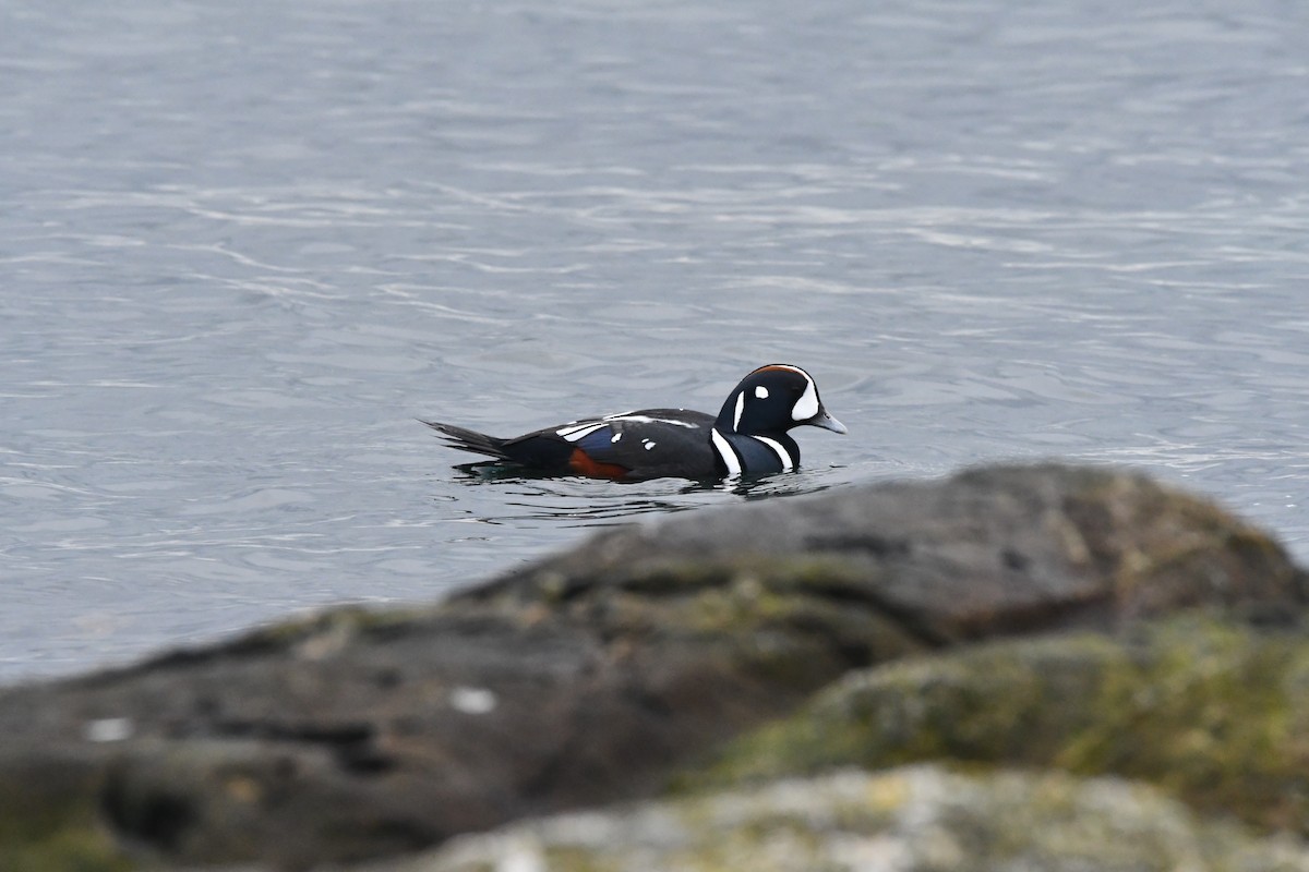 Ahate arlekina - ML647006750