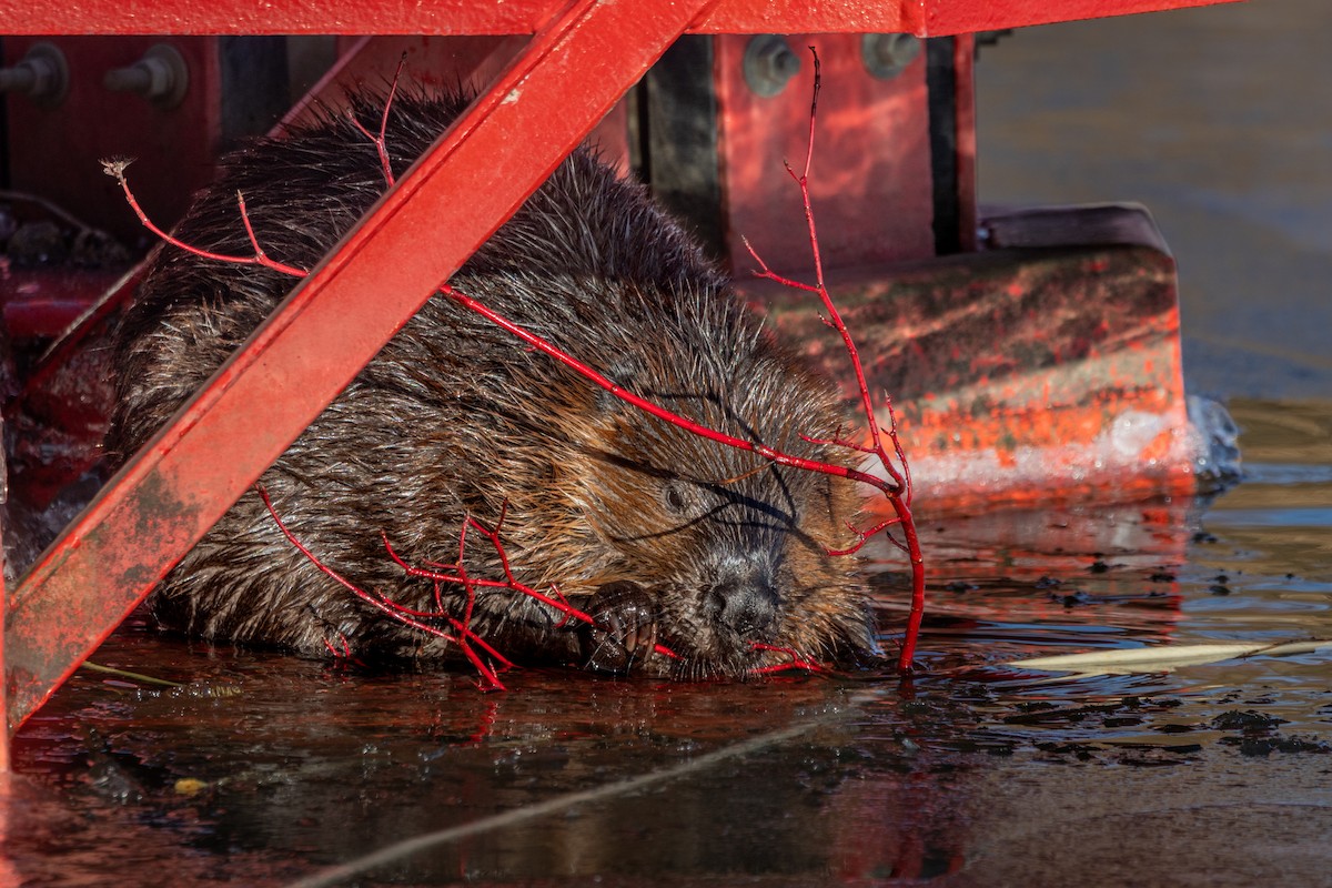American Beaver - ML647006751