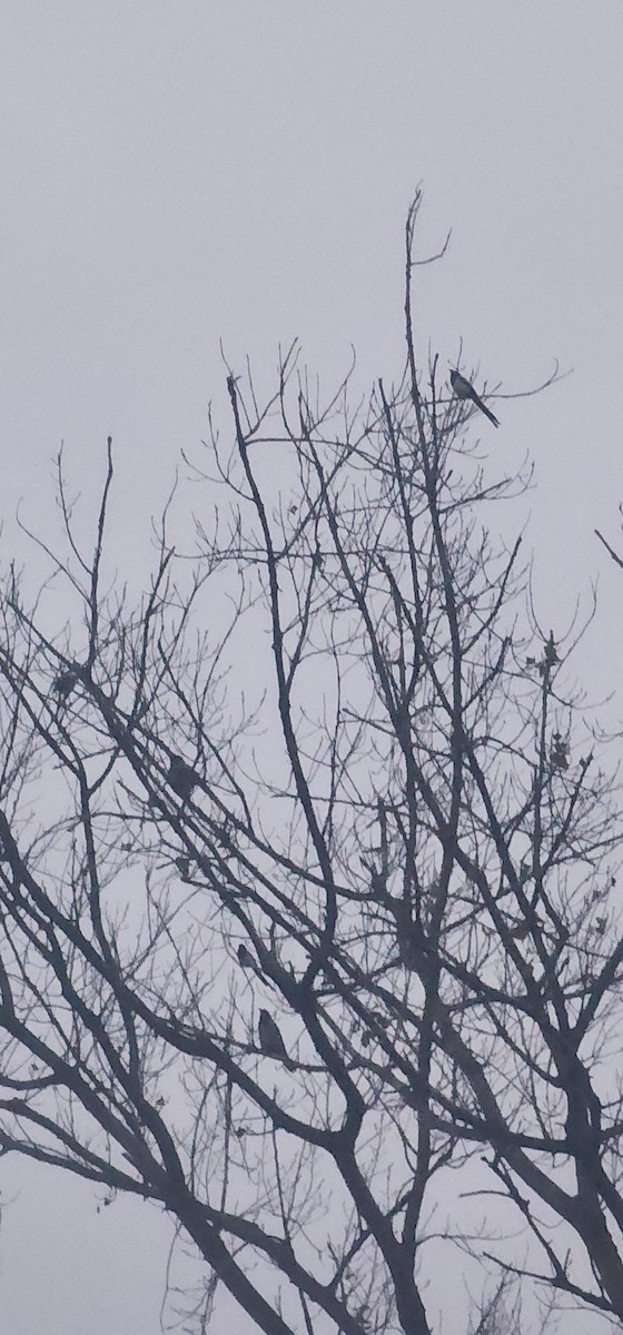 Hooded Crow - ML647006752