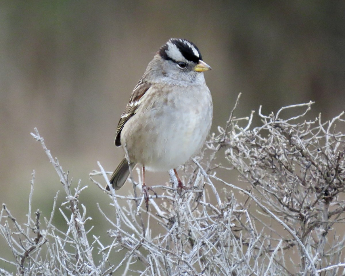 Dachsammer - ML647006760