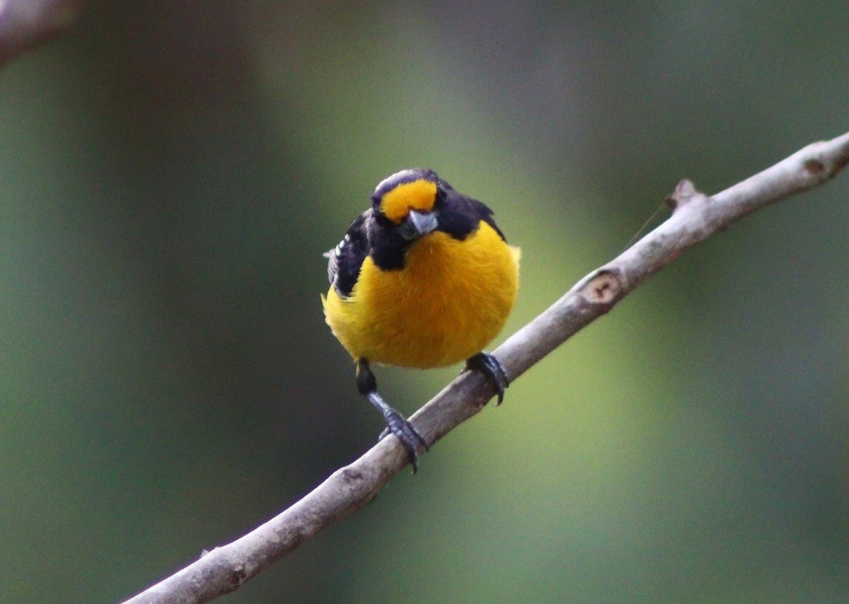 Violaceous Euphonia - ML647006763