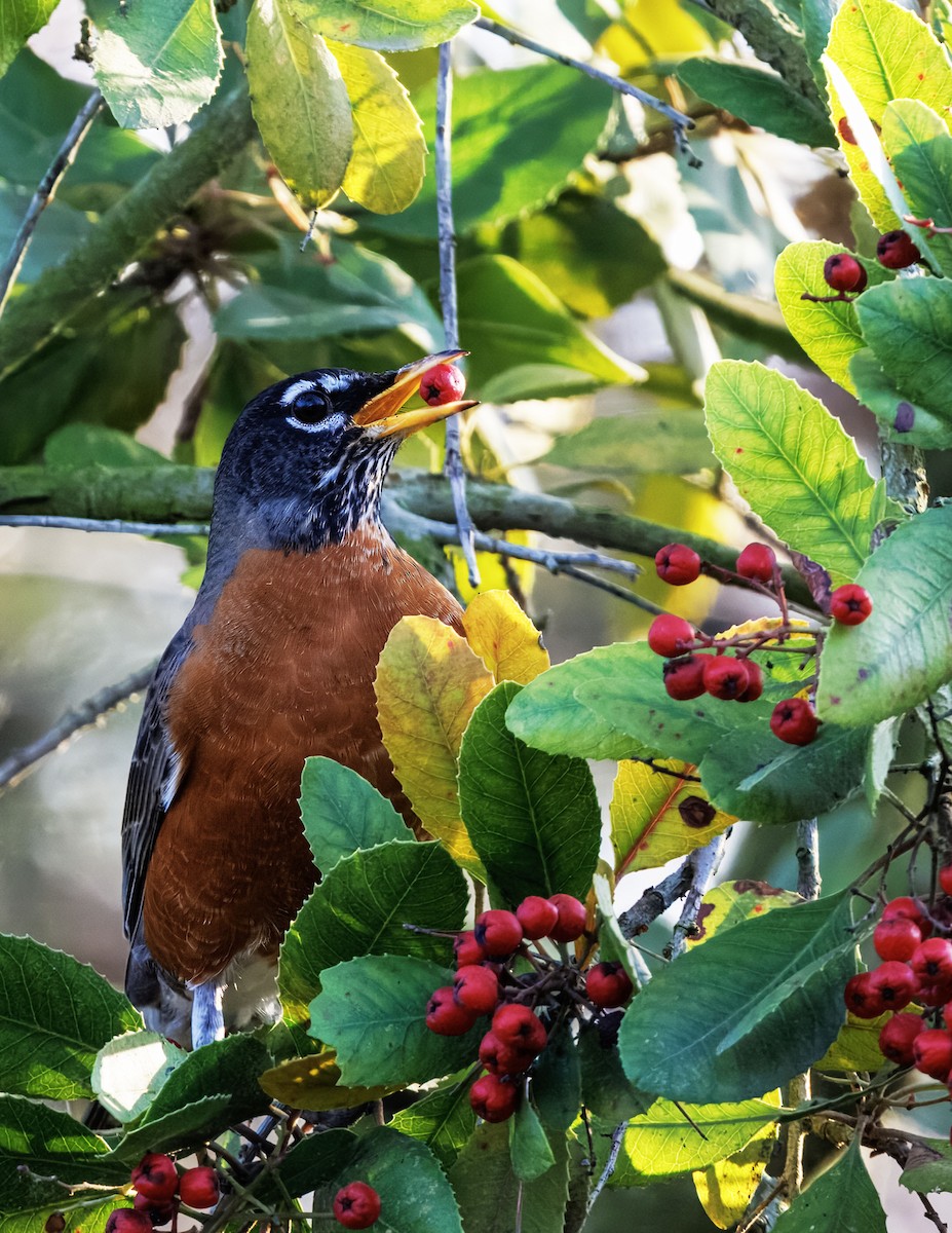 Merle d'Amérique - ML647006800