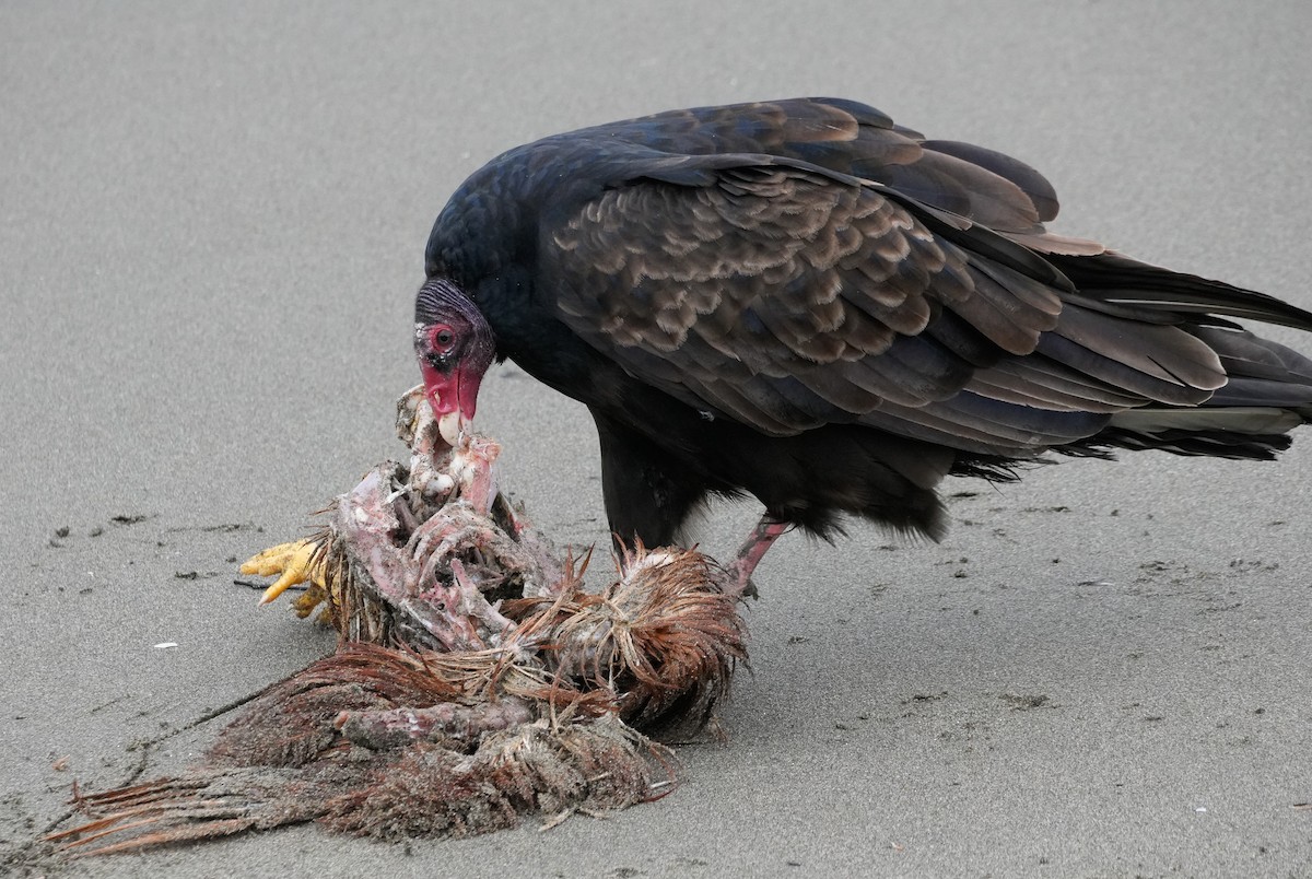Turkey Vulture - ML647006803