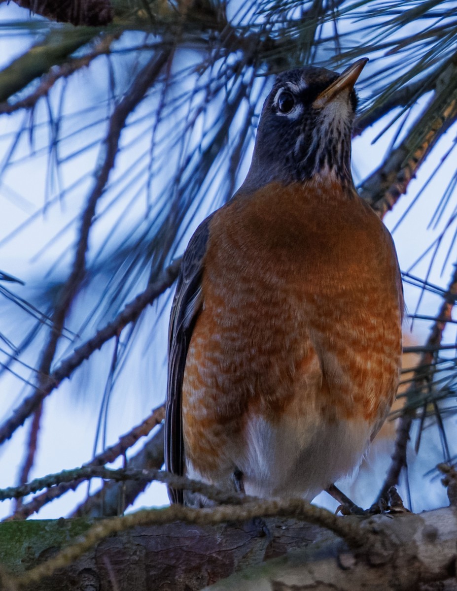 Merle d'Amérique - ML647006804