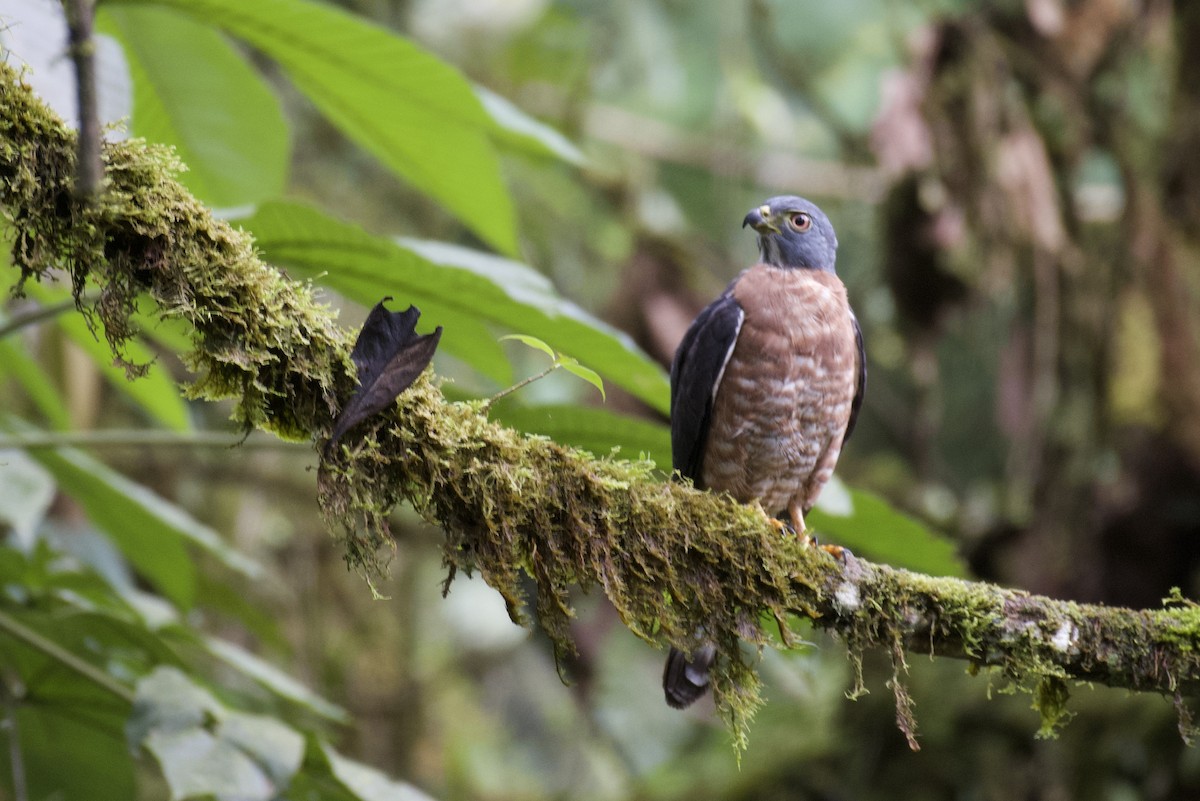 Double-toothed Kite - ML647006806