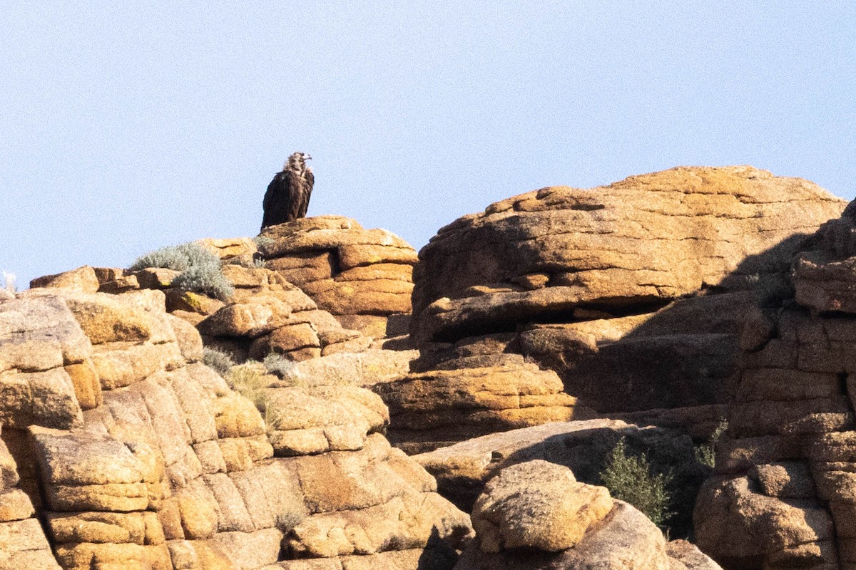 Buitre Negro - ML647006807