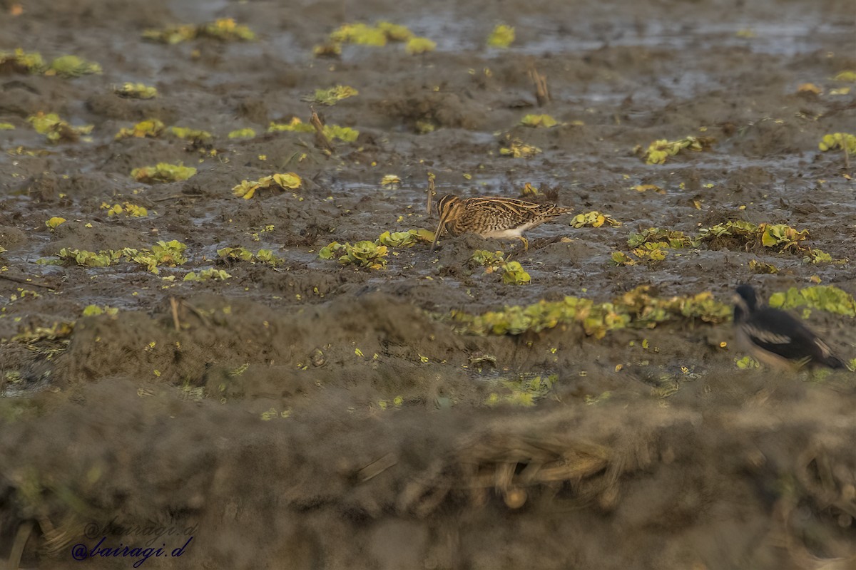 Common Snipe - ML647006810