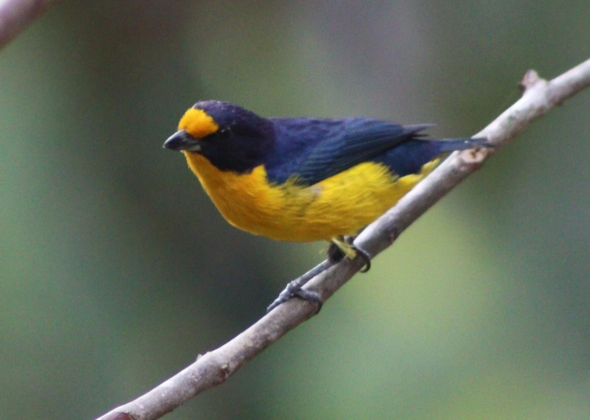 Violaceous Euphonia - ML647006811