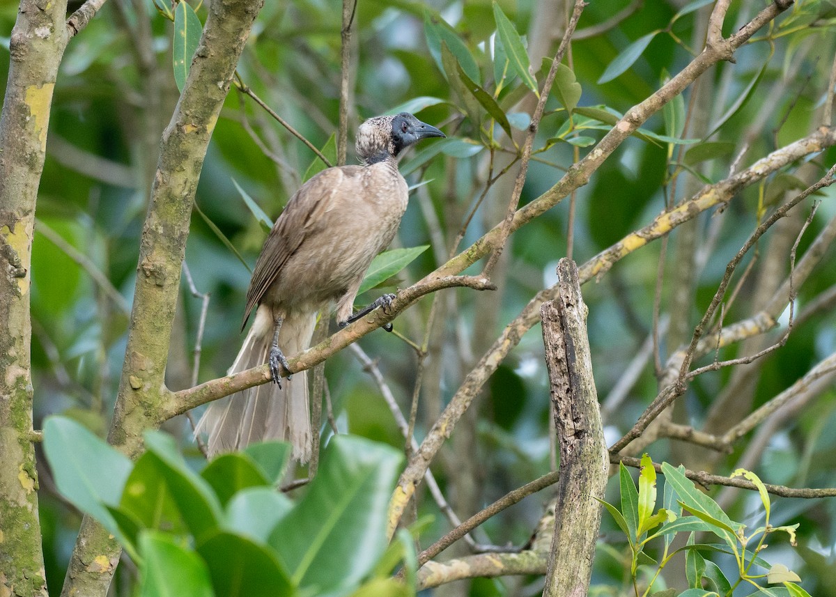 zoborožík přílbový - ML647006823