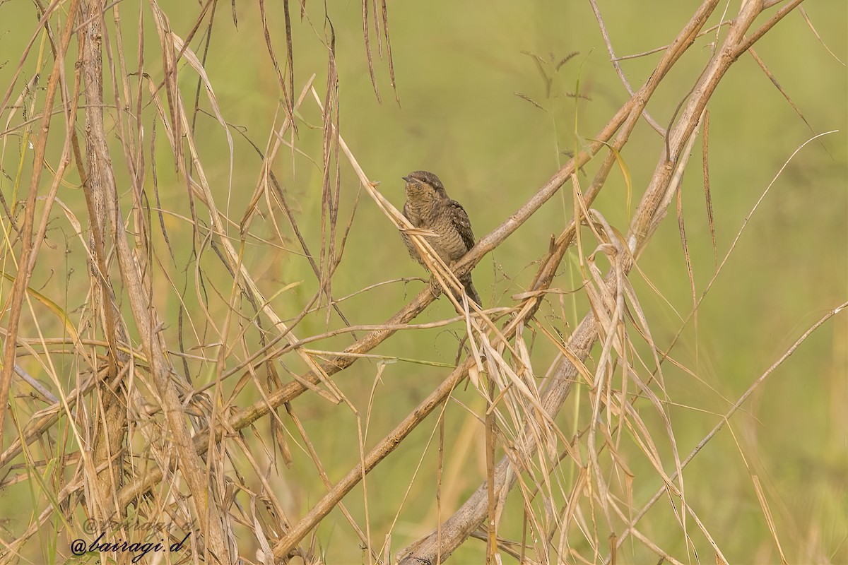 Eurasian Wryneck - ML647006832