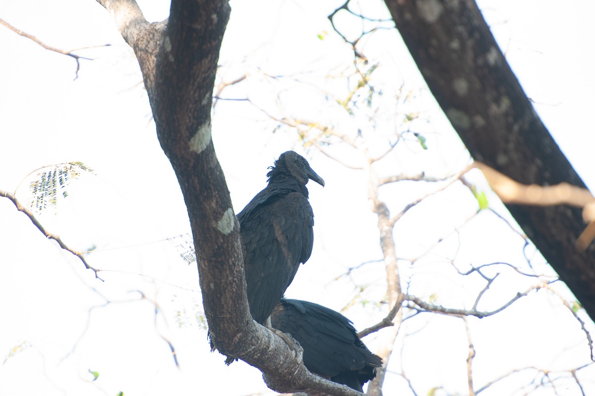 Чёрная катарта - ML647006833