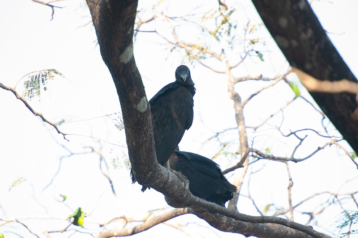 Чёрная катарта - ML647006834