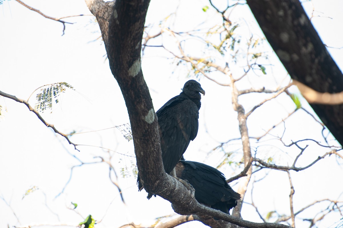 Чёрная катарта - ML647006835