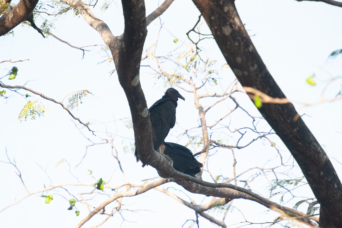 Чёрная катарта - ML647006836